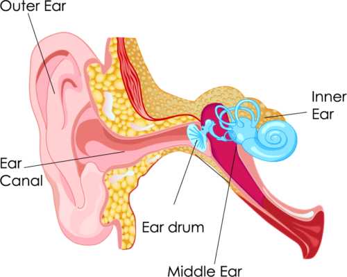 Ear Diagram