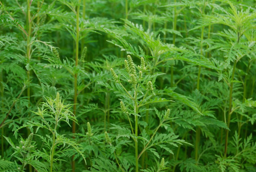 Ragweed