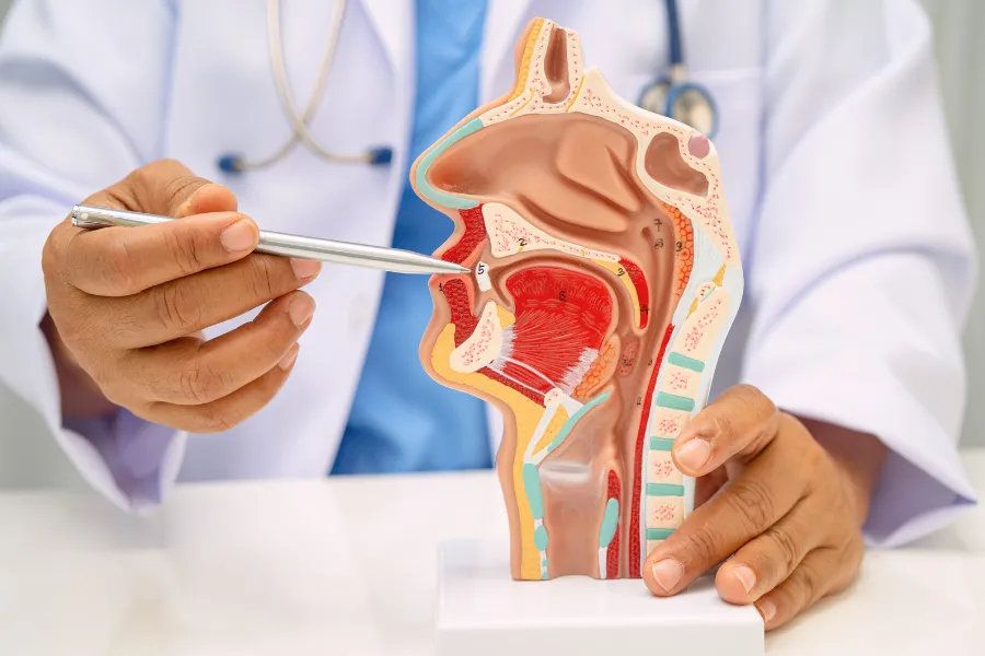 Doctor pointing to sinus anatomy model showing nasal passages and areas affected by chronic sinusitis